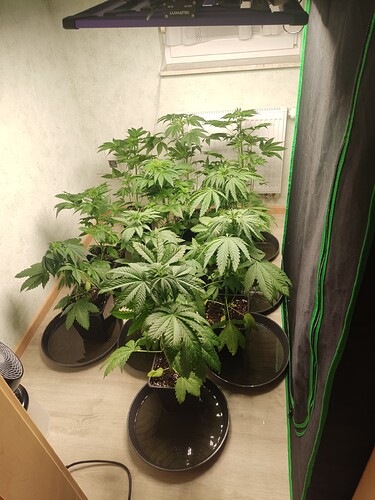 Growreport Bild 16