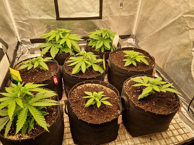 Growreport Bild 5