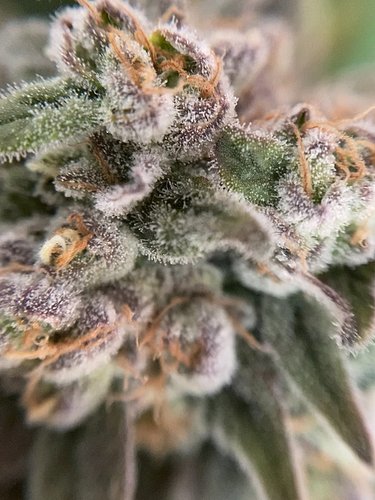 Growreport Bild 33