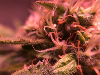 Growreport Bild 23