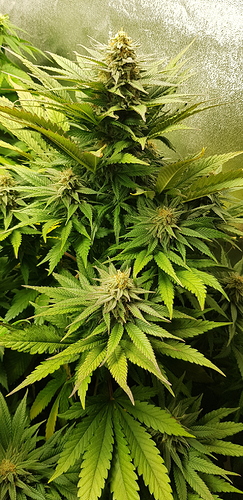 Growreport Bild 2