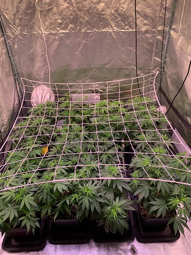 Growreport Bild 1