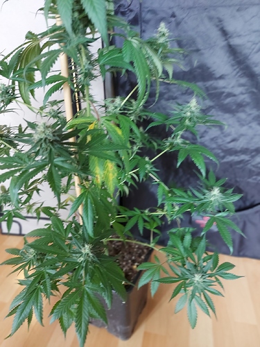 Growreport Bild 3