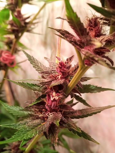 Growreport Bild 4
