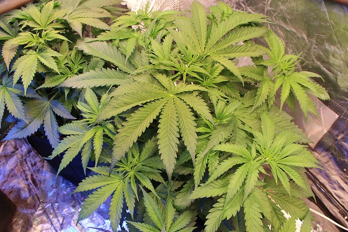 Growreport Bild 8