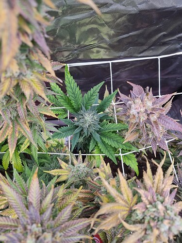 Growreport Bild 31