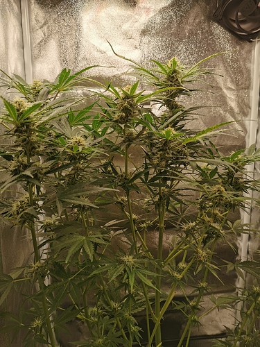 Growreport Bild 2