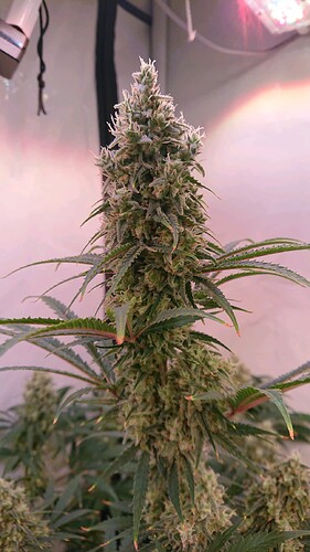 Growreport Bild 6