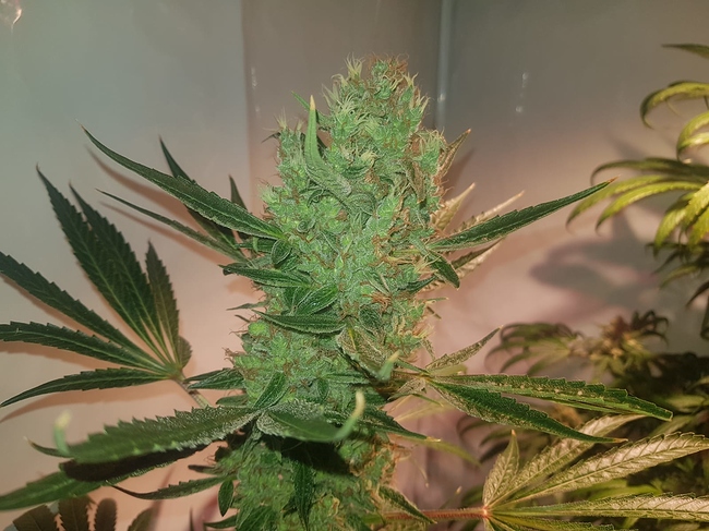 Growreport Bild 5