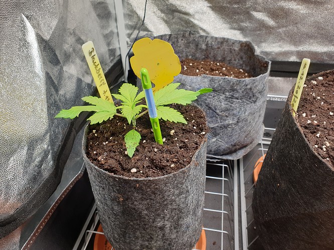 Growreport Bild 8