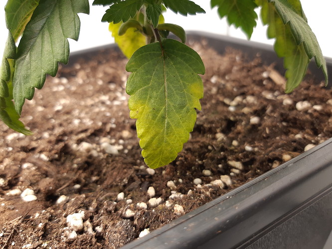 Growreport Bild 8