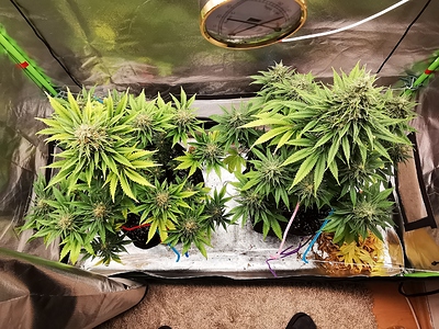 Growreport Bild 6