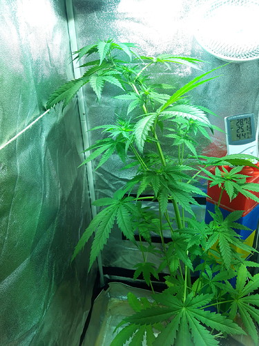 Growreport Bild 6