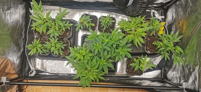 Growreport Bild 14