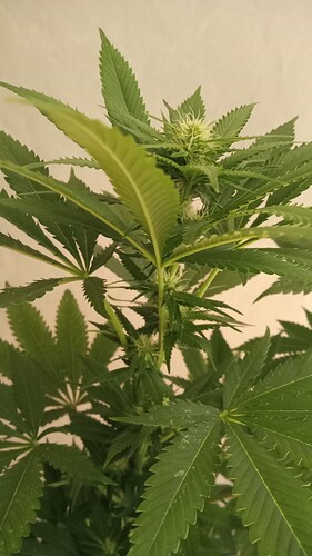 Growreport Bild 50