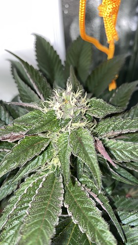 Growreport Bild 21