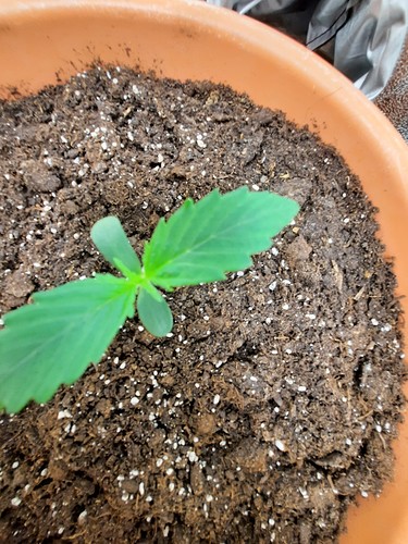 Growreport Bild 4
