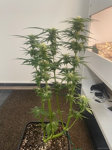 Growreport Bild 16