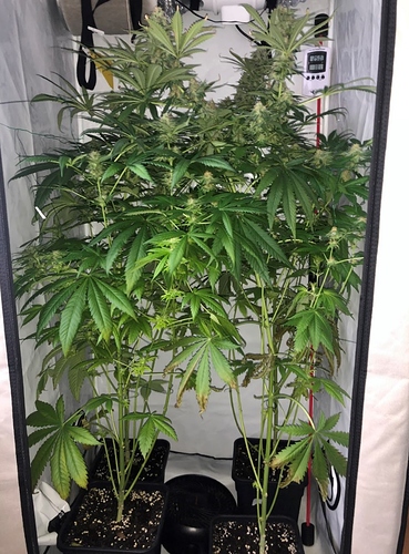 Growreport Bild 5
