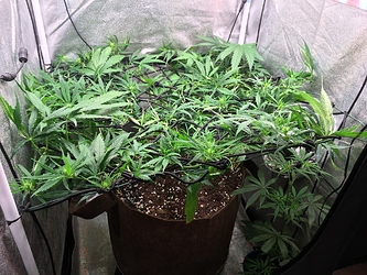 Growreport Bild 2