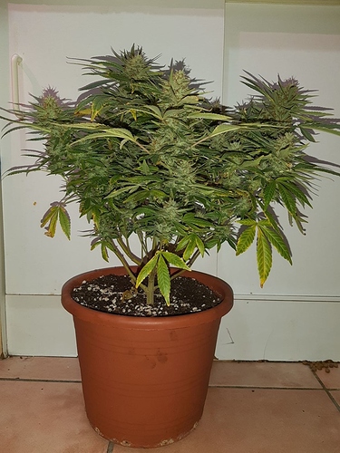 Growreport Bild 4