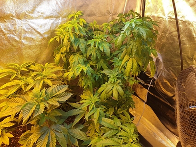 Growreport Bild 14