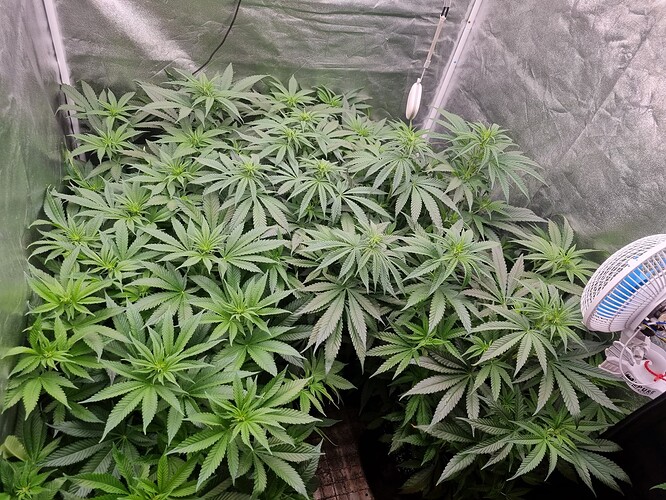 Growreport Bild 20