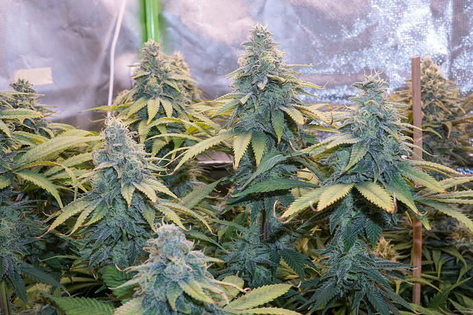 Growreport Bild 6