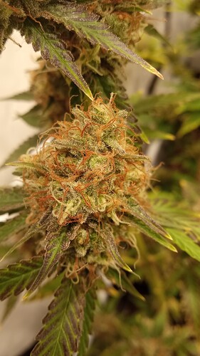 Growreport Bild 14