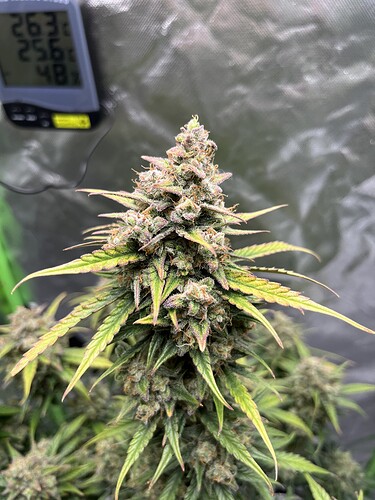 Growreport Bild 34