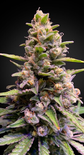 Growreport Bild 1