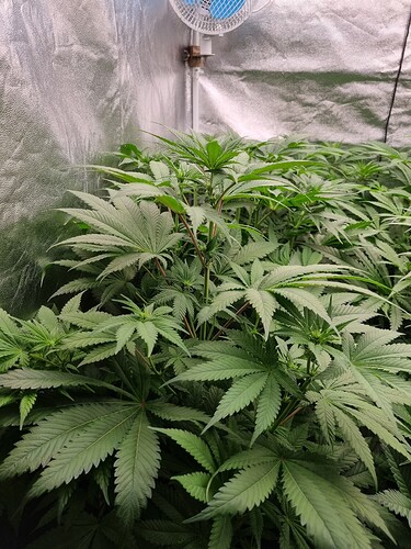 Growreport Bild 52