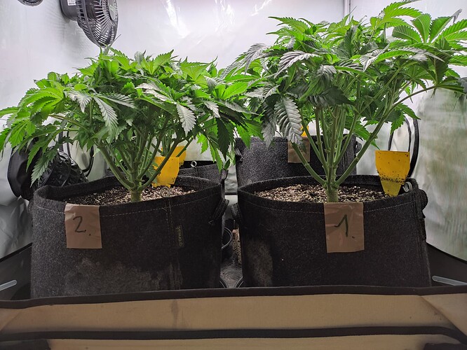 Growreport Bild 7