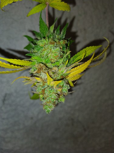 Growreport Bild 9