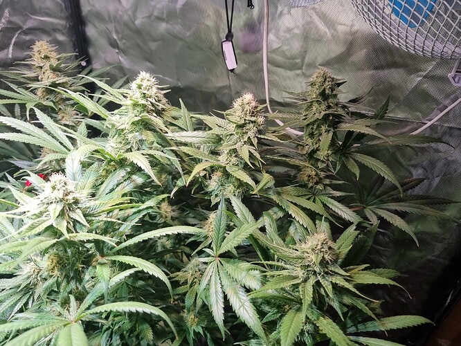 Growreport Bild 13