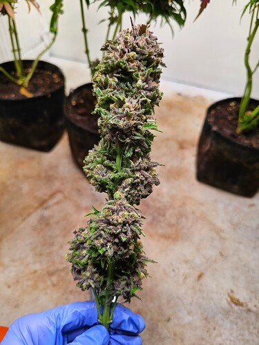 Growreport Bild 32