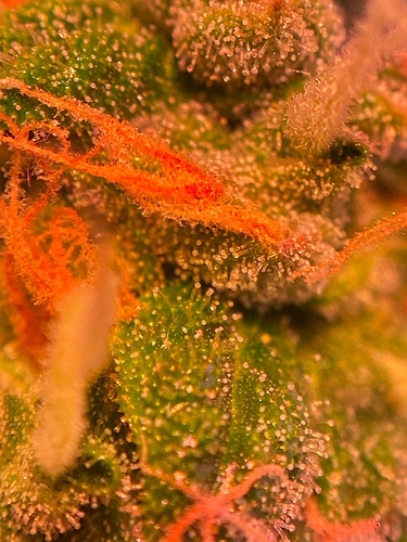 Growreport Bild 20
