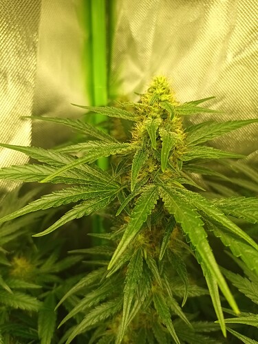 Growreport Bild 7