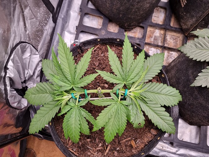 Growreport Bild 41