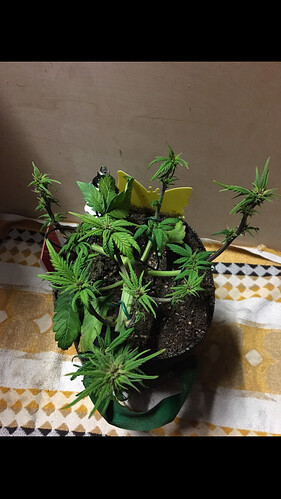 Growreport Bild 2