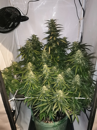 Growreport Bild 1