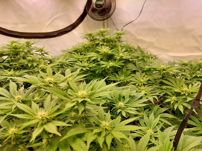 Growreport Bild 4