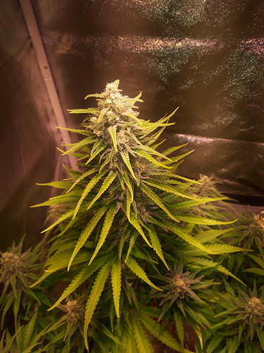 Growreport Bild 4
