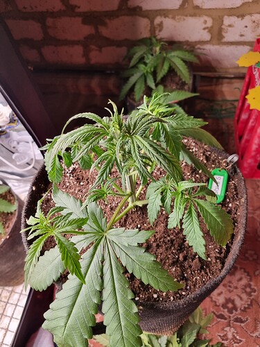 Growreport Bild 30