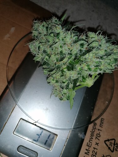 Growreport Bild 19