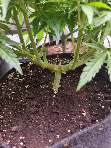 Growreport Bild 28