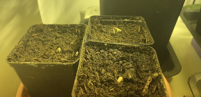 Growreport Bild 2