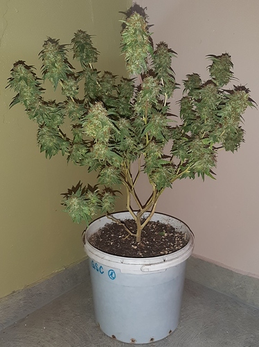 Growreport Bild 1