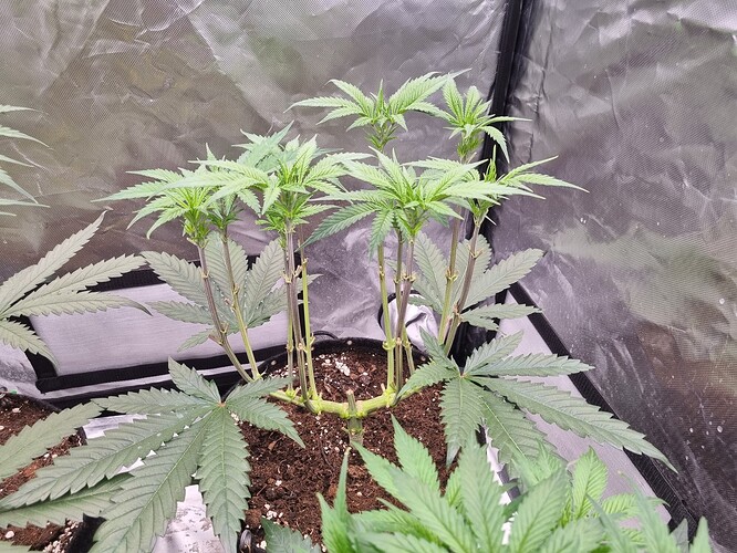 Growreport Bild 25