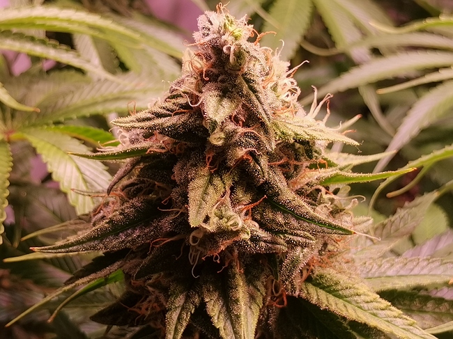 Growreport Bild 4